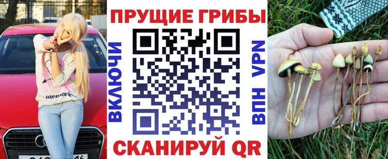 Псилоцибиновые грибы Psilocybine cubensis  Якутск 